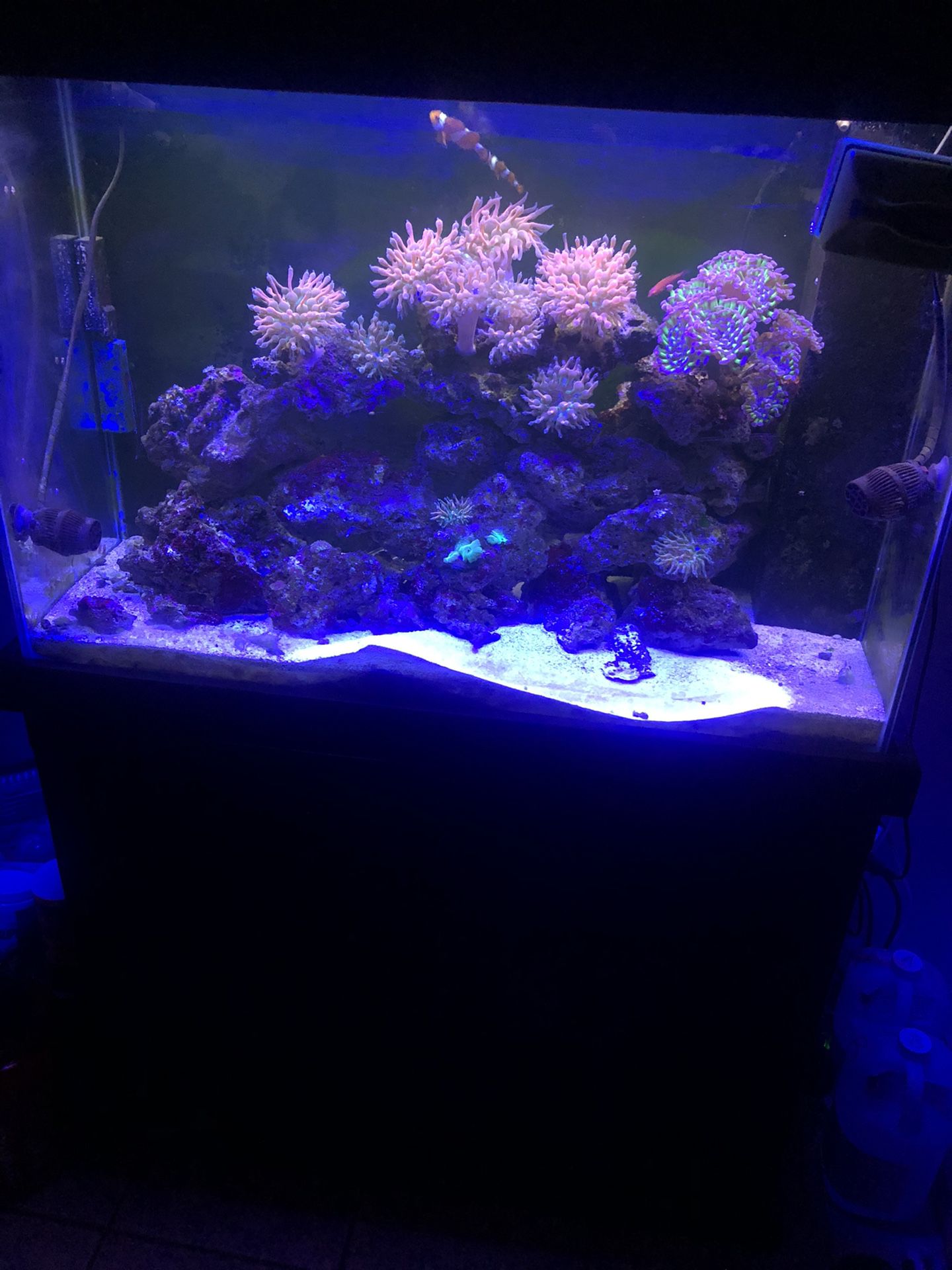 65g reef tank