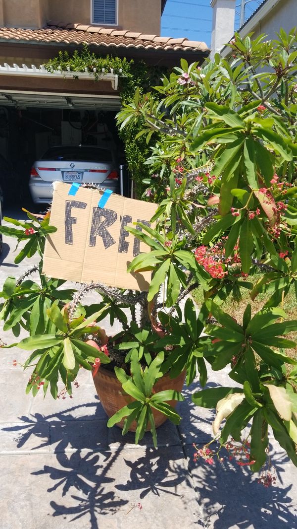Crown of Thorns for Sale in Chula Vista, CA - OfferUp