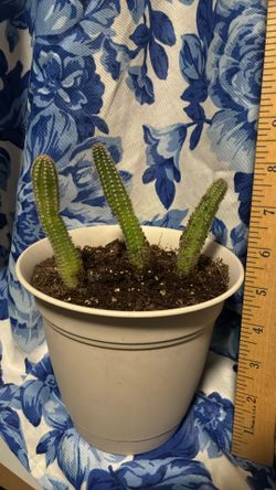 Echinopsis chamaecereus or a rat tail cactus Plant