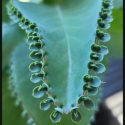Mother Of Thousands Plant  With Over 100 Babys around  The Leafs 🍃 