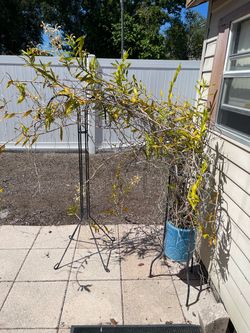 Large 6’ Tall Scorpion Orchid