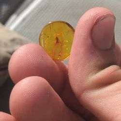 Boltic Amber With Bug Inside 