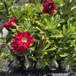 Desert Roses Red Dark 