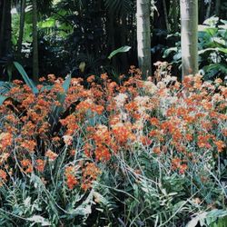 Epidendrum radicans  Orchid Plants - Bundle of  3 For $18