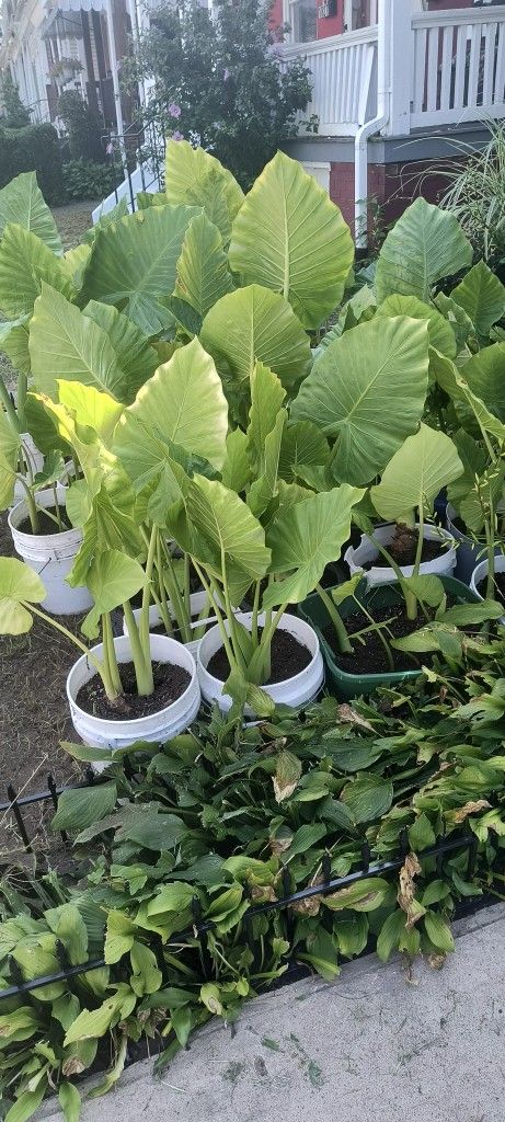 House Plants Indoor And Outdoor