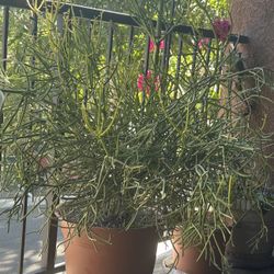 Large Pencil Cactus 🌵 