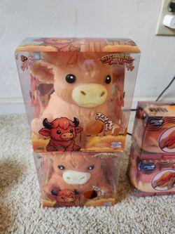 Highland Cow