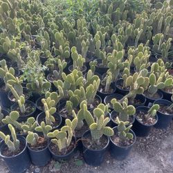 Bunny Ear Cactus