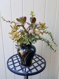 Succulent arrangements