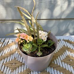 6 1/2” potted succulents