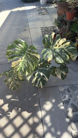 6” big monstera Thai constellation