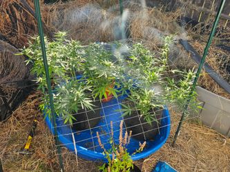 Plants