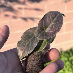 Alocasia Azlanii “Red Mambo” | Tropical plant | baby plant 