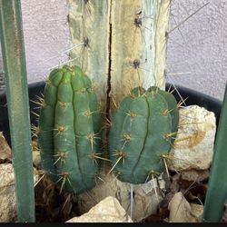 Trichocereus Pachanoi Peruvian San Pedro Cactus