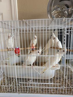 Cages For Cockatiles