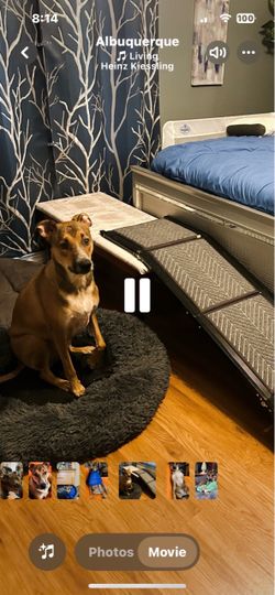 Animal ramp used for cars trucks beds