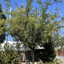 Tree Works 