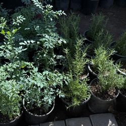 Ruda And Rosemary  Plans $10 Each