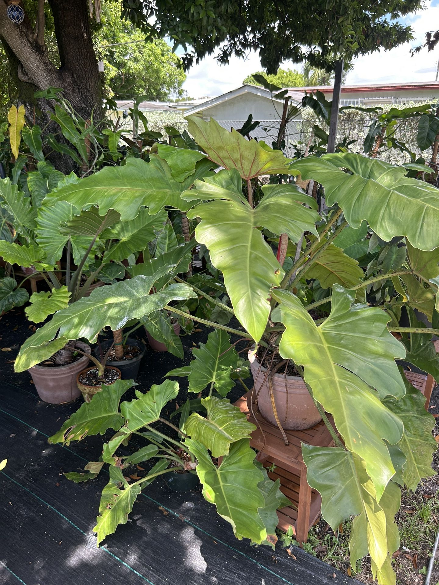 Philodendron Weeks Red