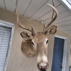 Deer Haing Taxidermy Head.