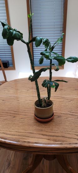 Cactus  plant