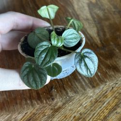 Peperomia Moonlight Plant