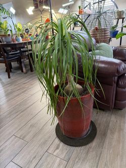 Live Ponytail Palm Plant (Please read full description)
