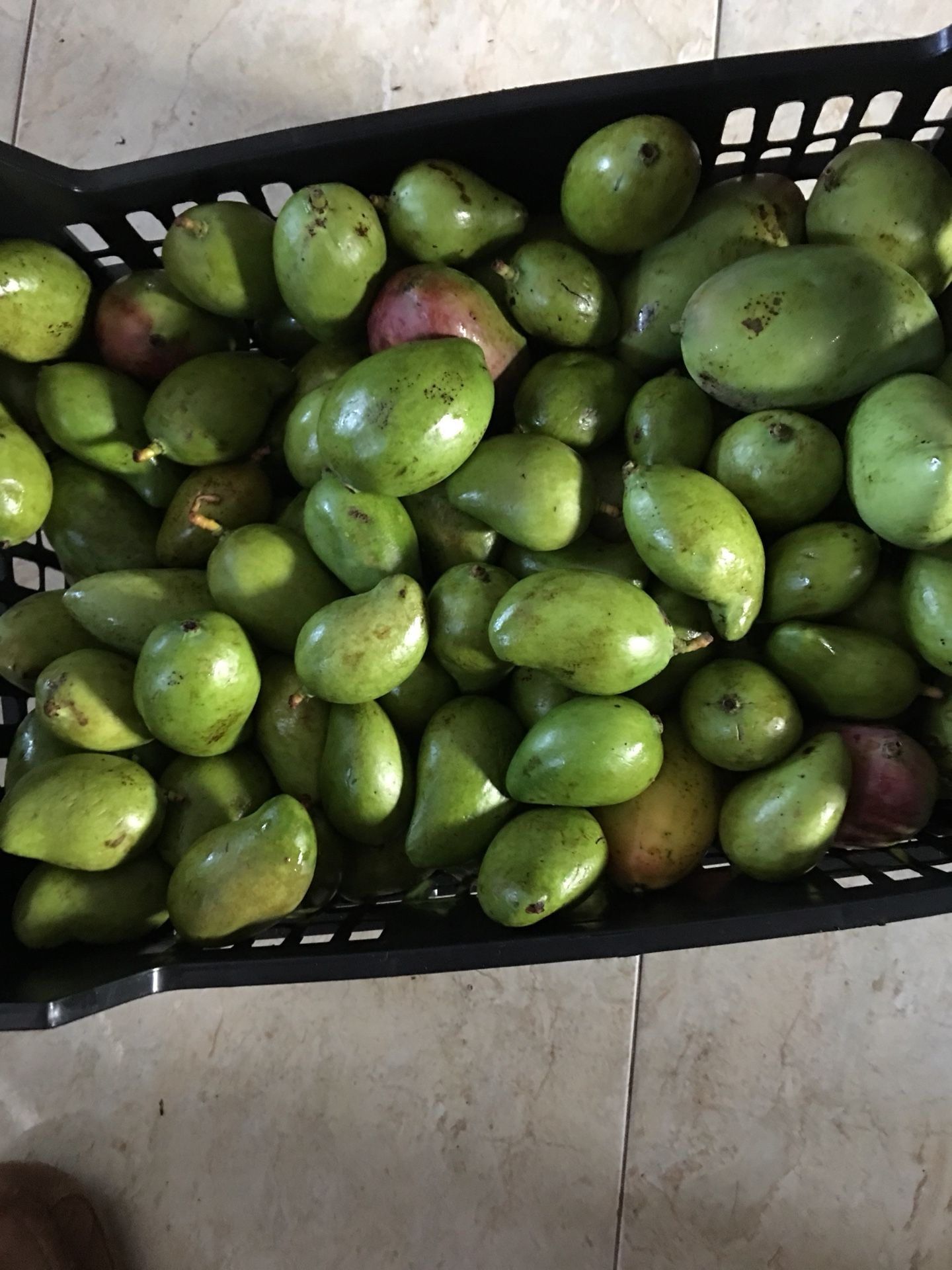 Mango tierno y mango Indio