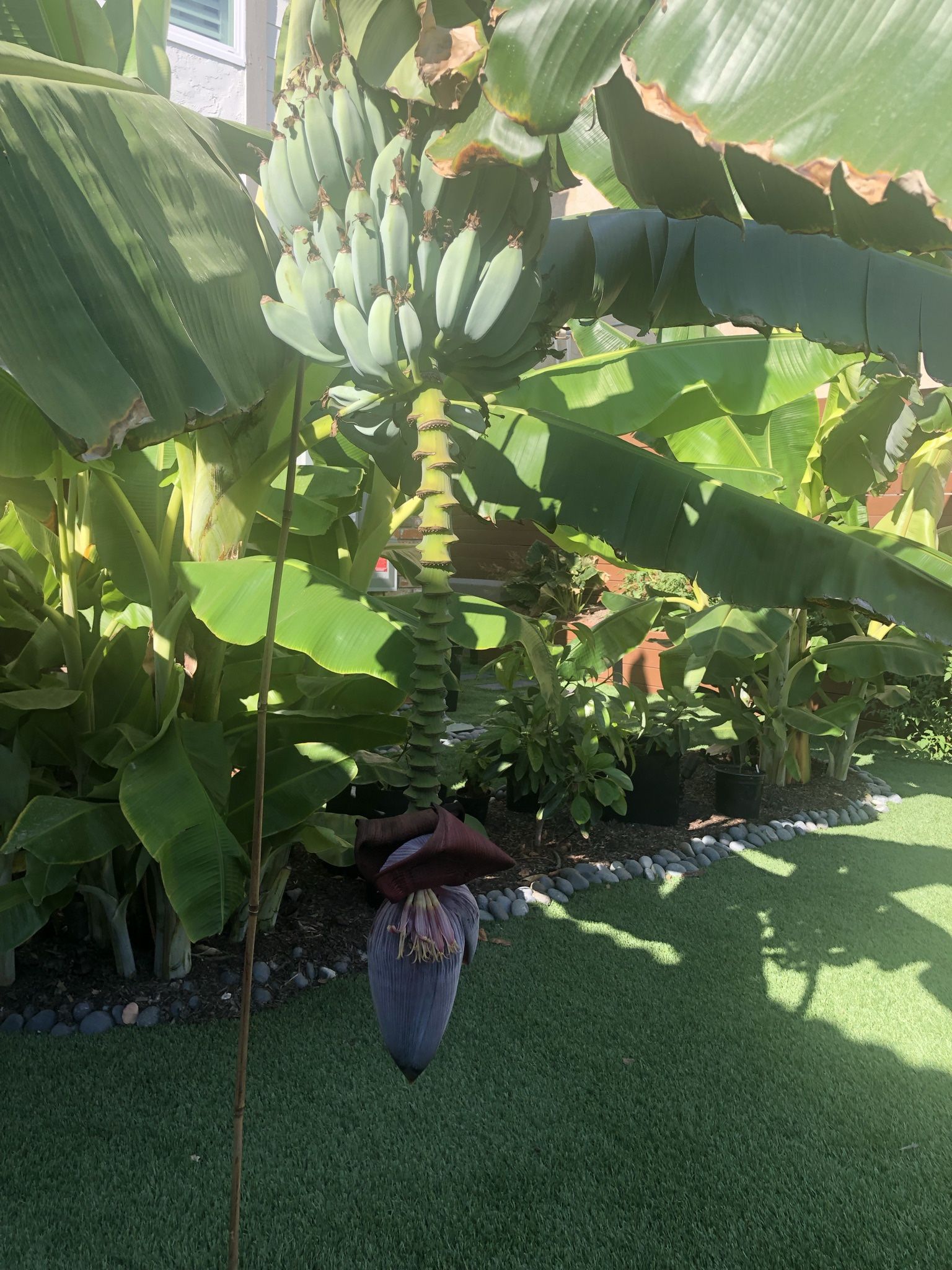 Organic Ice Cream / Blue Java Banana Pups for Sale in Poway, CA OfferUp