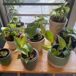 Pothos Plant In Decorative Pot 