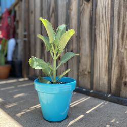 Mother Of Thousands Plant 