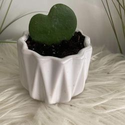 Housplant Hoya Heart In Ceramic Pot