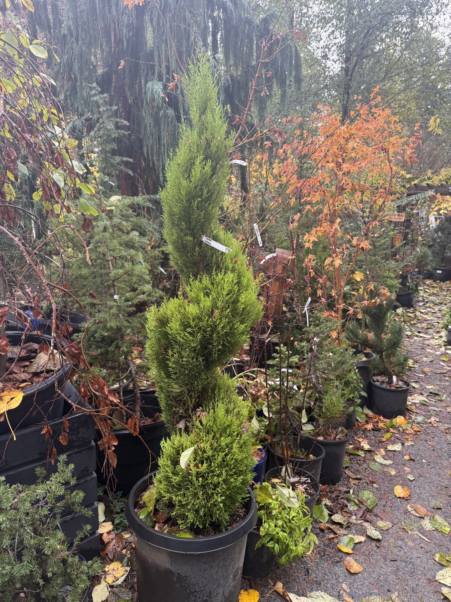 Lemon Cypress Topiary Trees —
