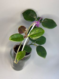 Hoya Keysii