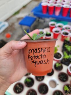 Mashed potato squash starter