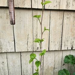 Mulberry Tree Asking $35 Each One