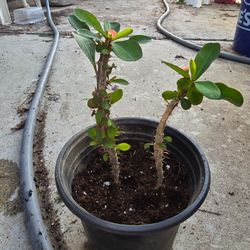 Small crown of thorn plants
