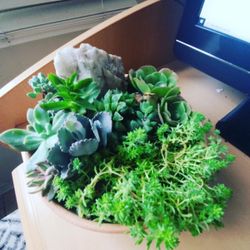 Succulents