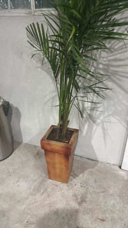 Palm tree