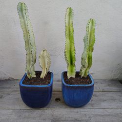 Variegated Euphoria Ammak Cactus And Pots 