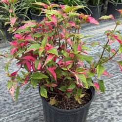 Alternanthera ‘Party Time’ – Vibrant Pink & Green Foliage – 3 Gallon – Only $12