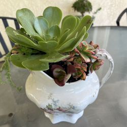 Cute Succulent Planter