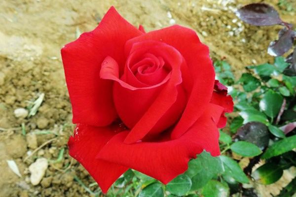 Rare European, Japan rose plants : Mister Lincoln