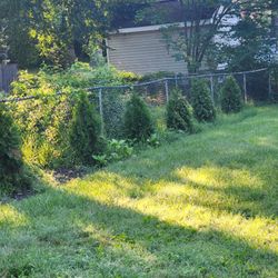 Evergreen Privacy Trees