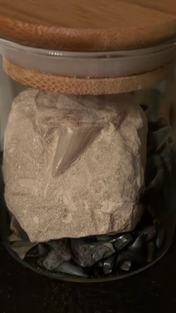 fossil specimen appears to be an Otodus obliquus shark tooth embedded in a limestone matrix.and extras