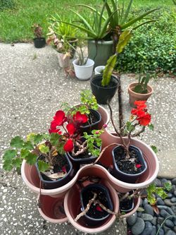 Plants