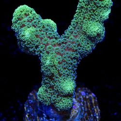 Reef Tank Decorations 