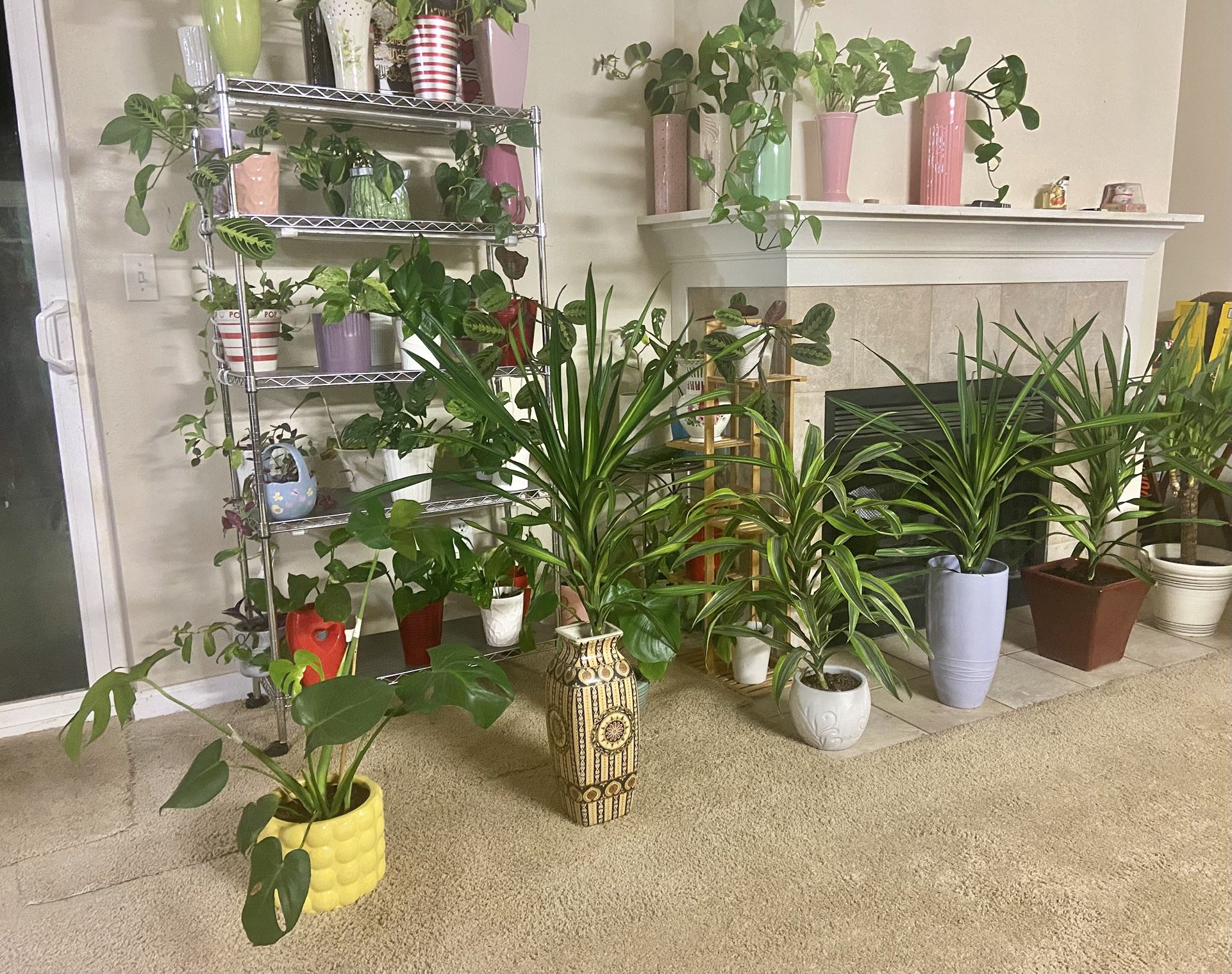 Indoor Plants Sale 15% OFF