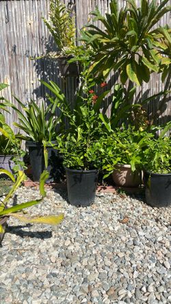 Lime Leafs