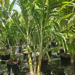 huge Christmas palms over 6 to 7 feet tall Instant Privacy decoration 